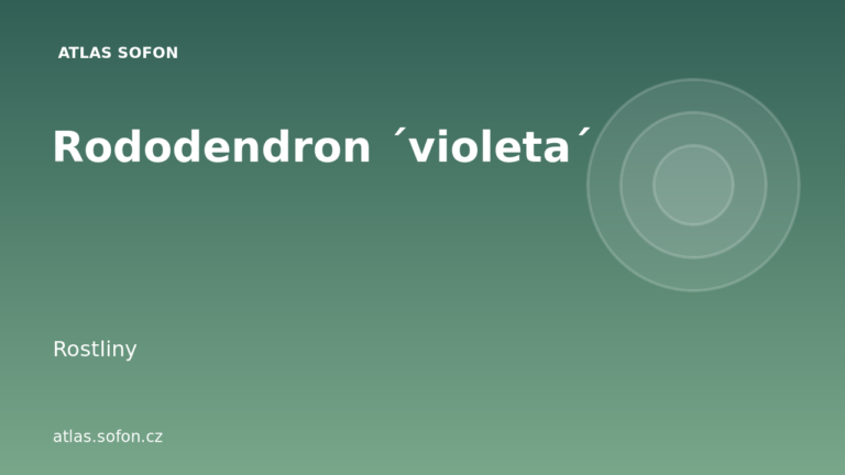 Rododendron ´violeta´