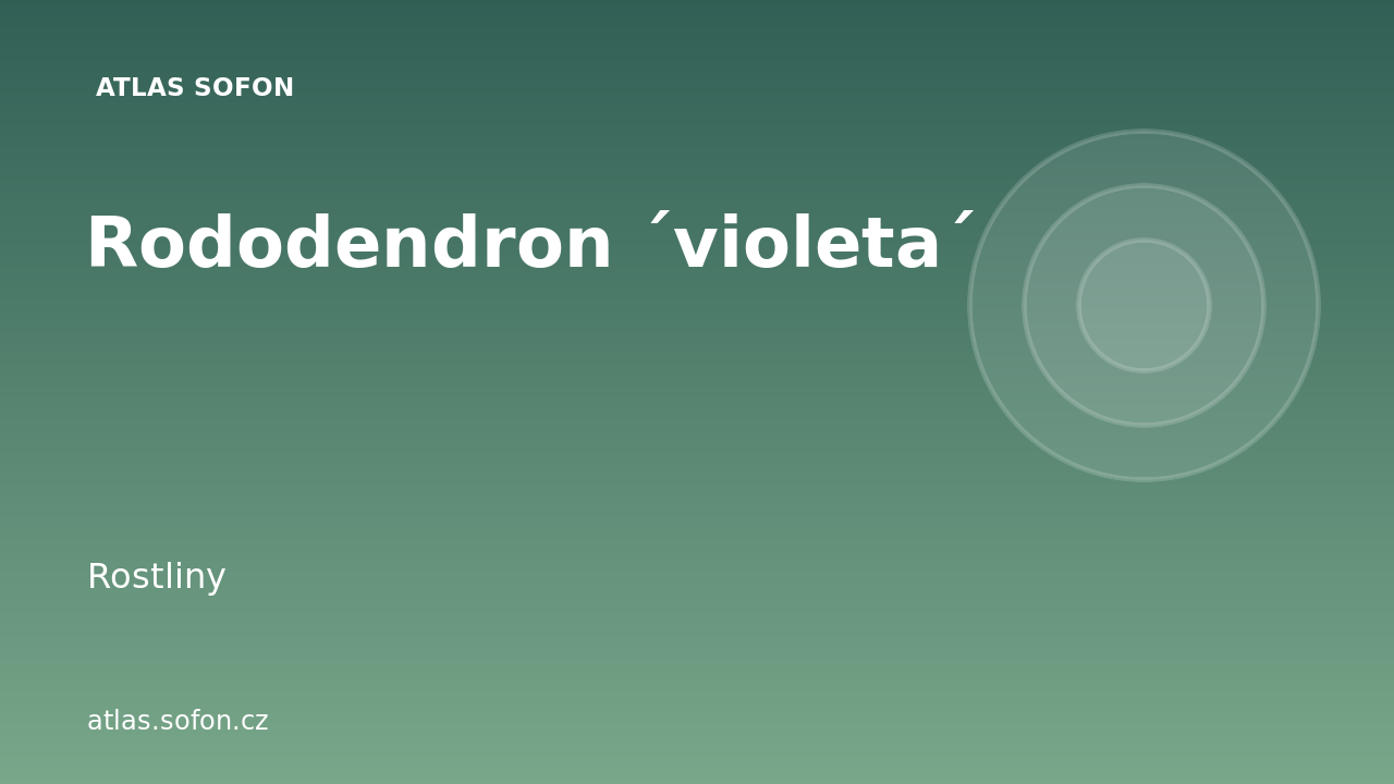 Rododendron ´violeta´