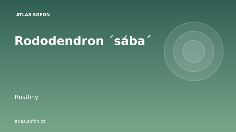 Rododendron ´sába´