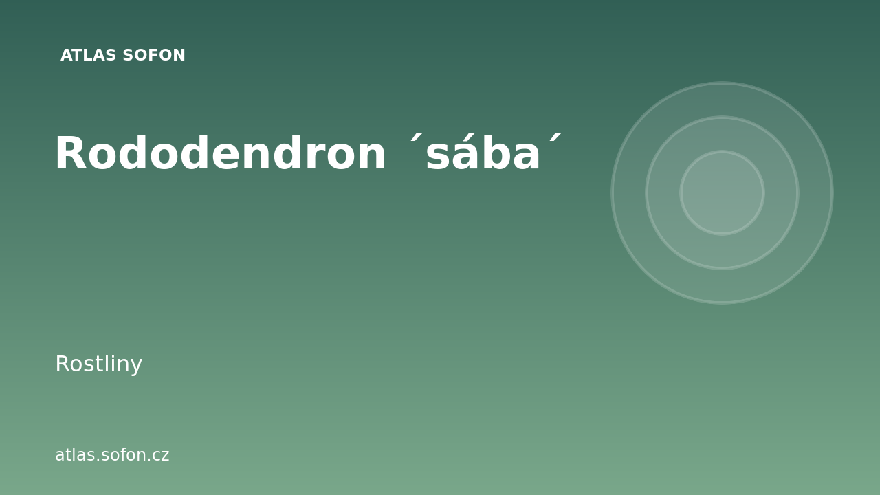 Rododendron ´sába´