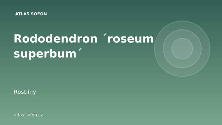 Rododendron ´roseum superbum´