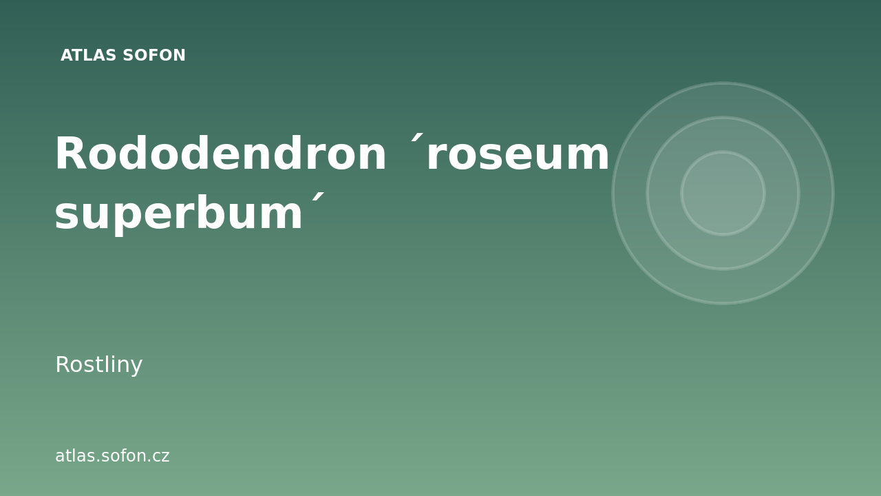 Rododendron ´roseum superbum´