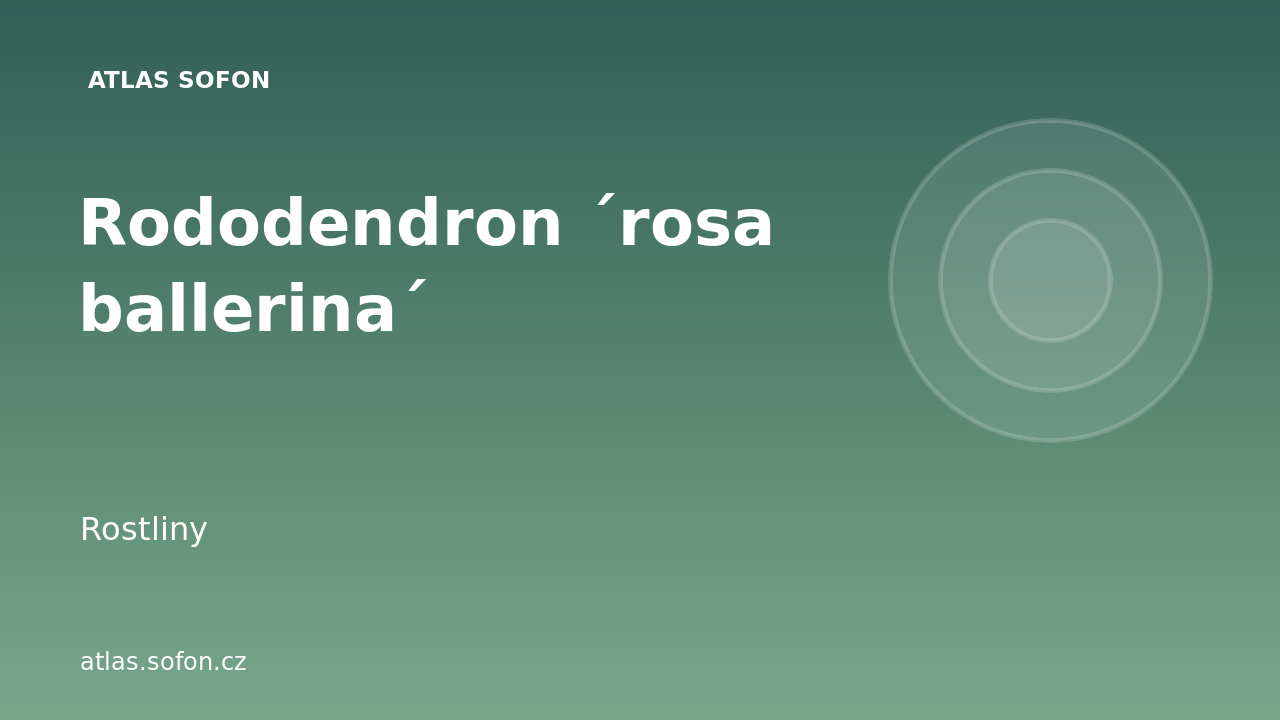 Rododendron ´rosa ballerina´