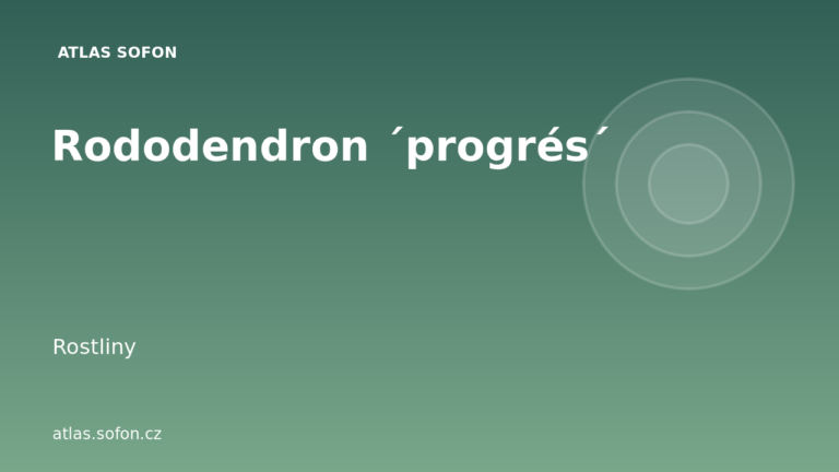 Rododendron ´progrés´