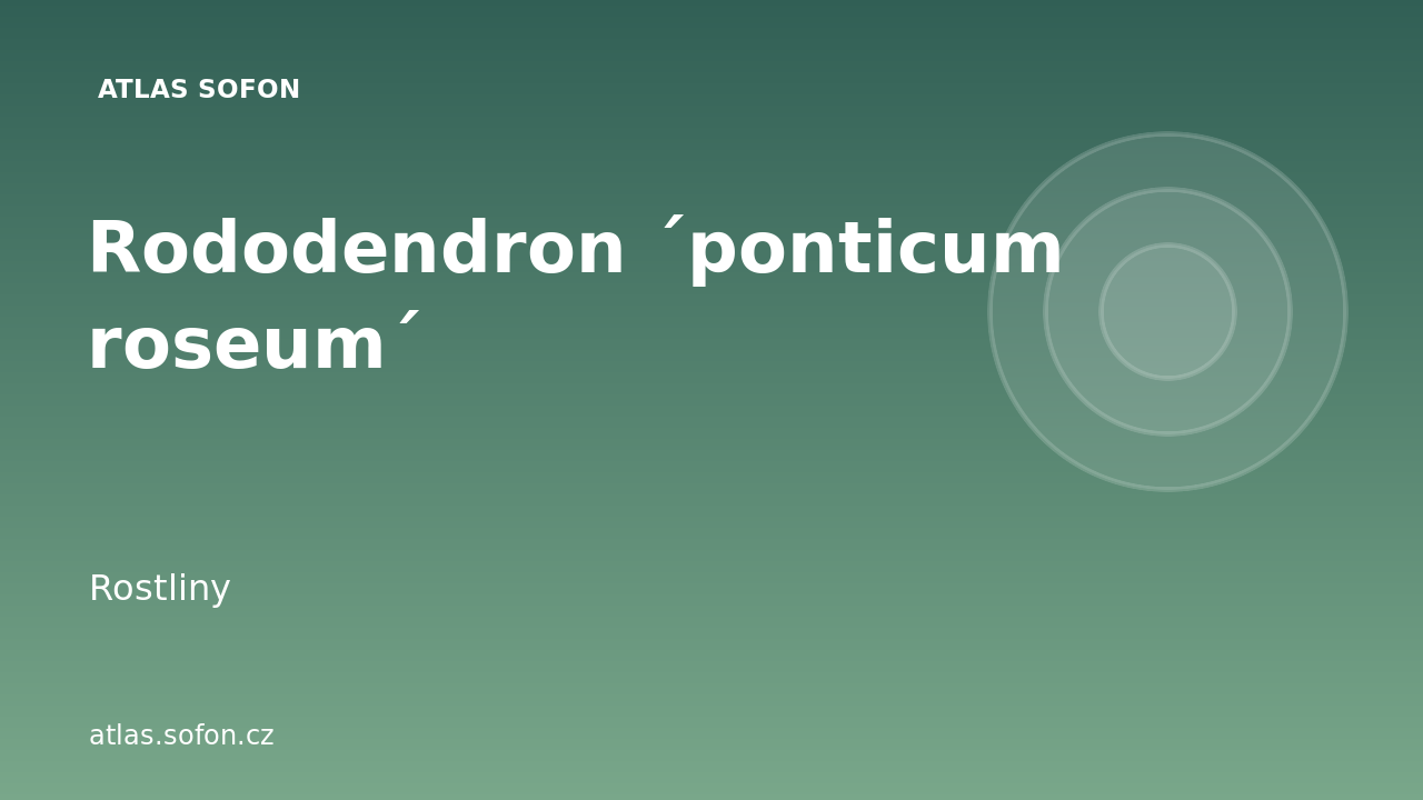 Rododendron ´ponticum roseum´