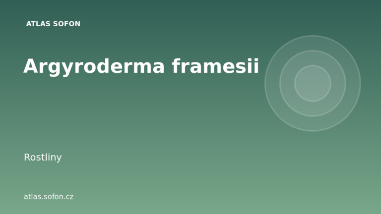 Argyroderma framesii
