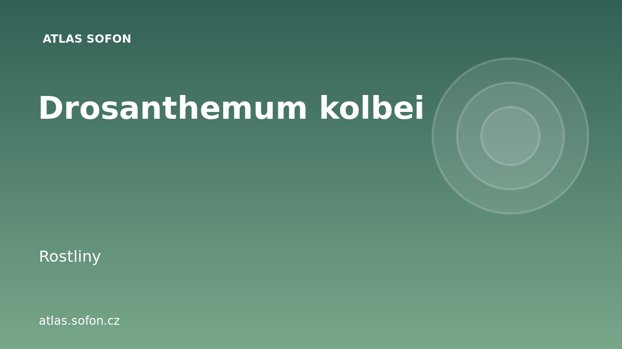 Drosanthemum kolbei
