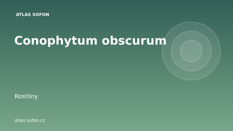 Conophytum obscurum