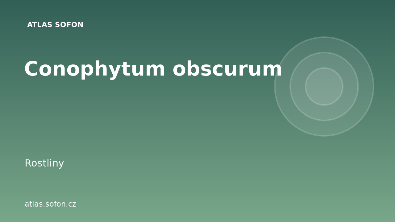 Conophytum obscurum