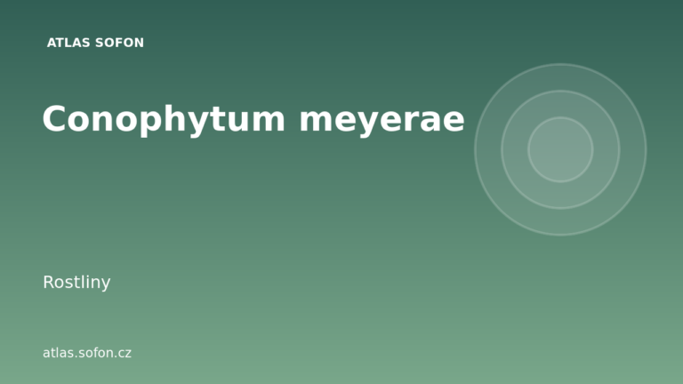 Conophytum meyerae