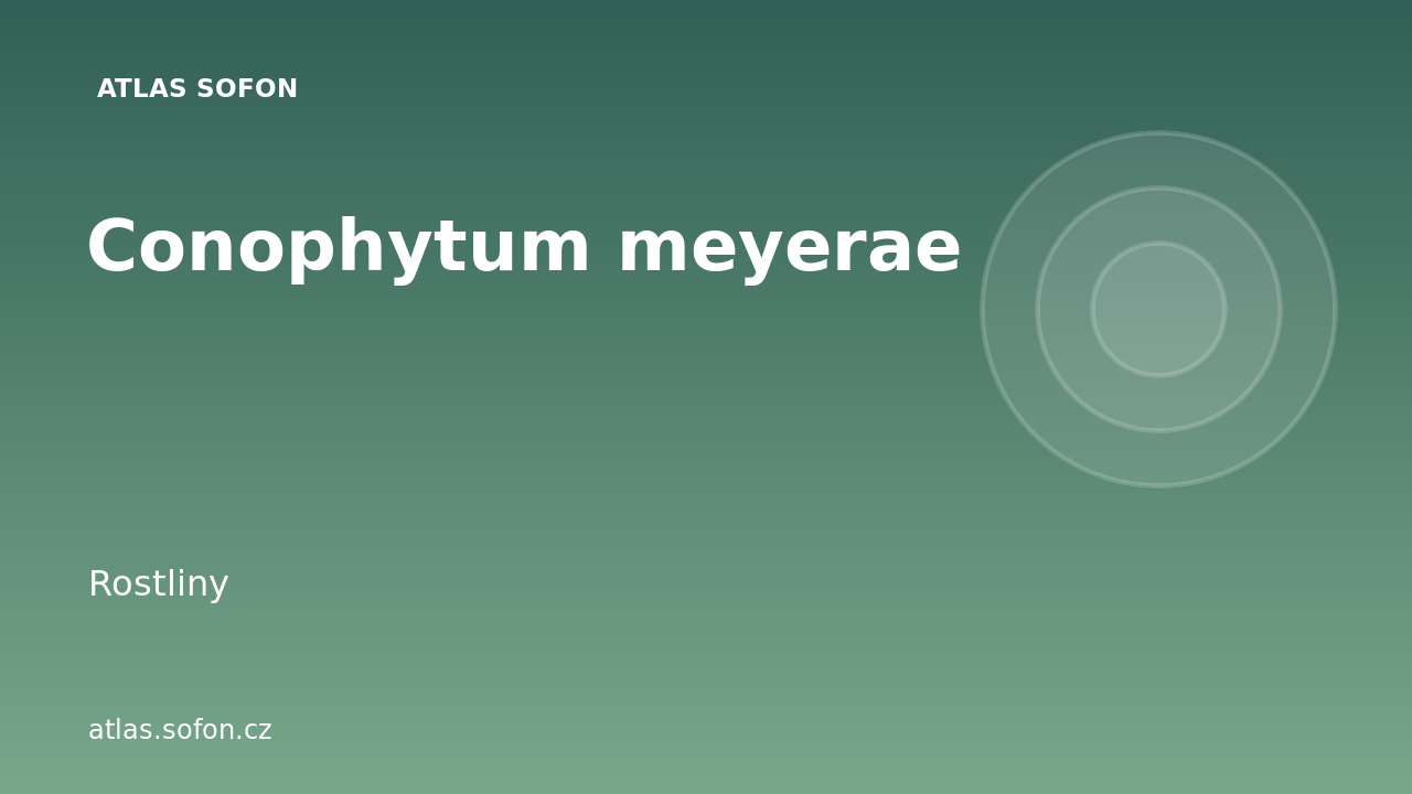 Conophytum meyerae