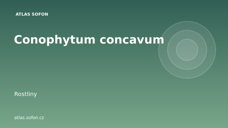 Conophytum concavum