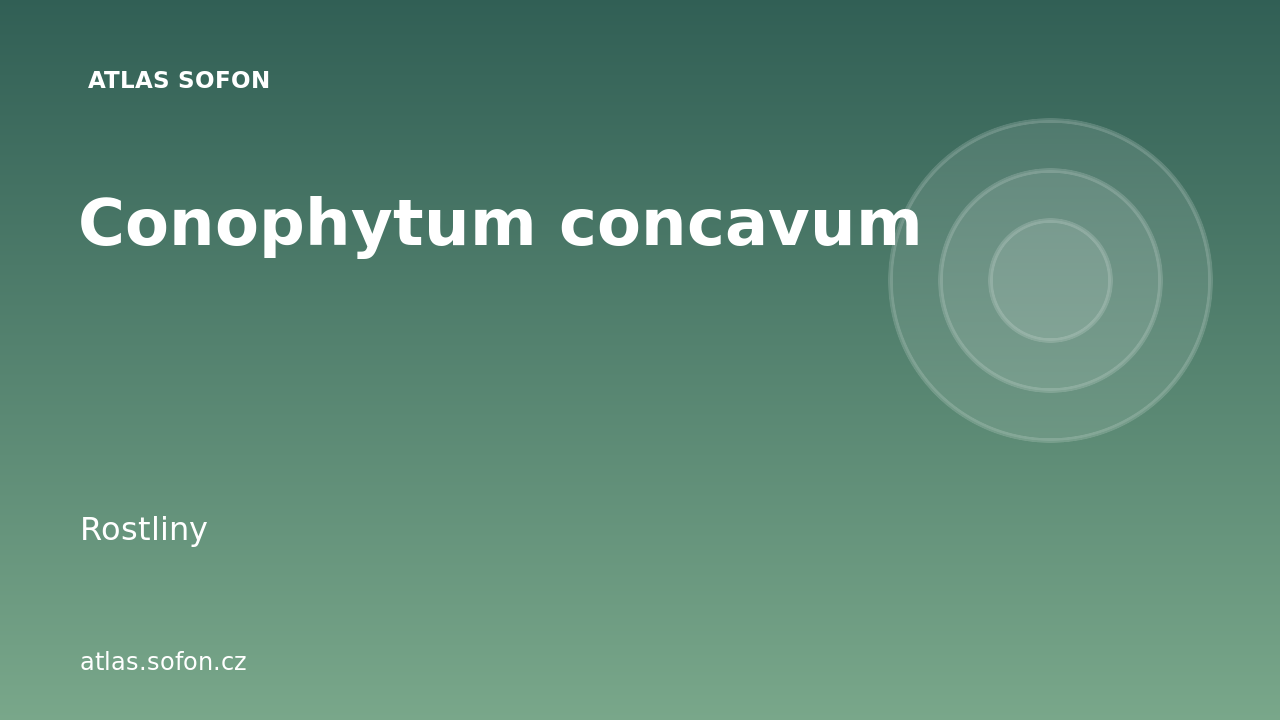 Conophytum concavum