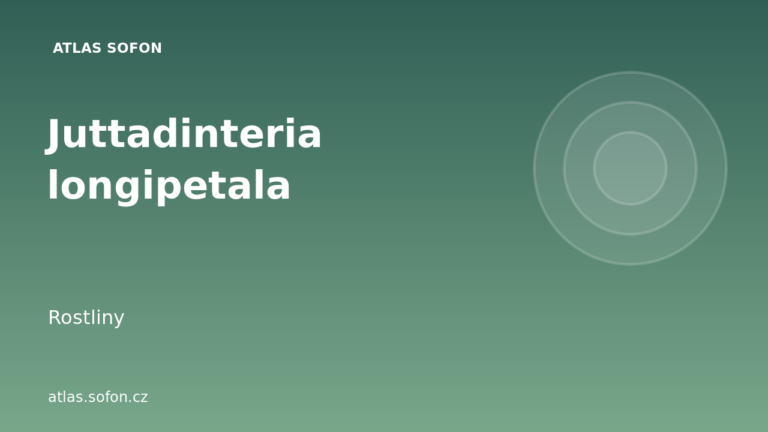 Juttadinteria longipetala