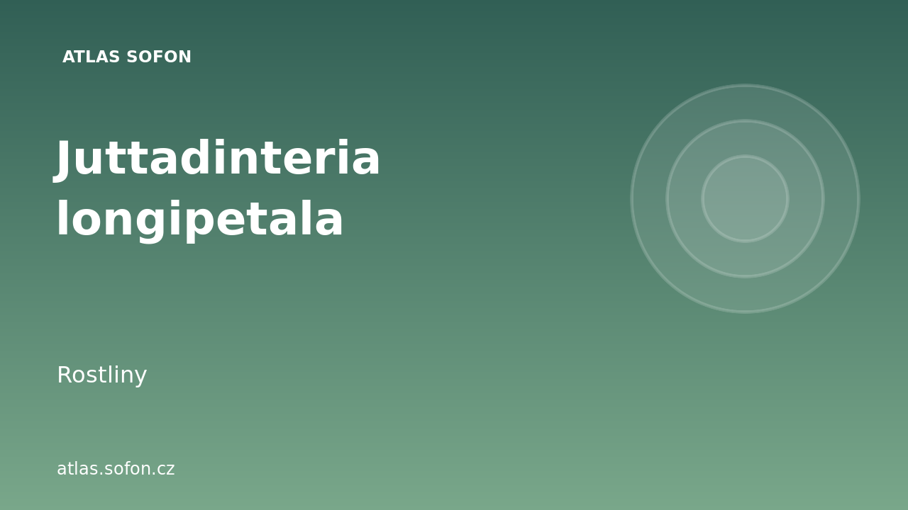 Juttadinteria longipetala