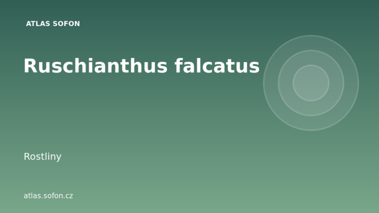 Ruschianthus falcatus