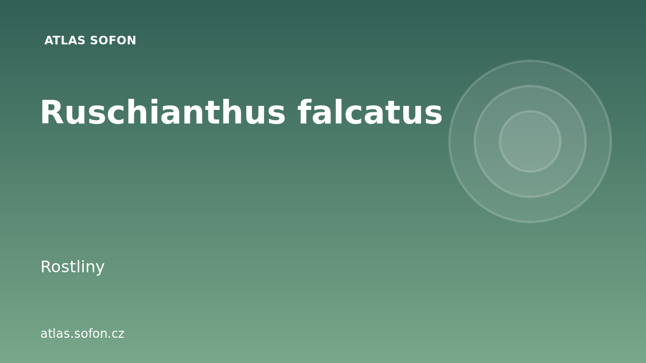 Ruschianthus falcatus