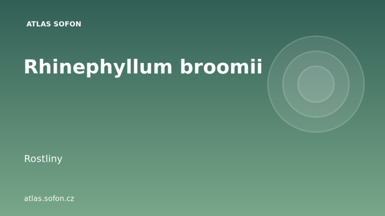 Rhinephyllum broomii