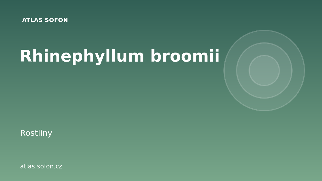 Rhinephyllum broomii