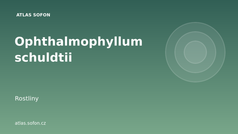 Ophthalmophyllum schuldtii