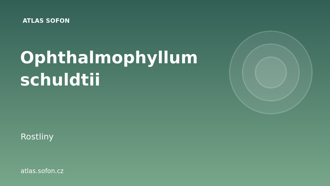 Ophthalmophyllum schuldtii