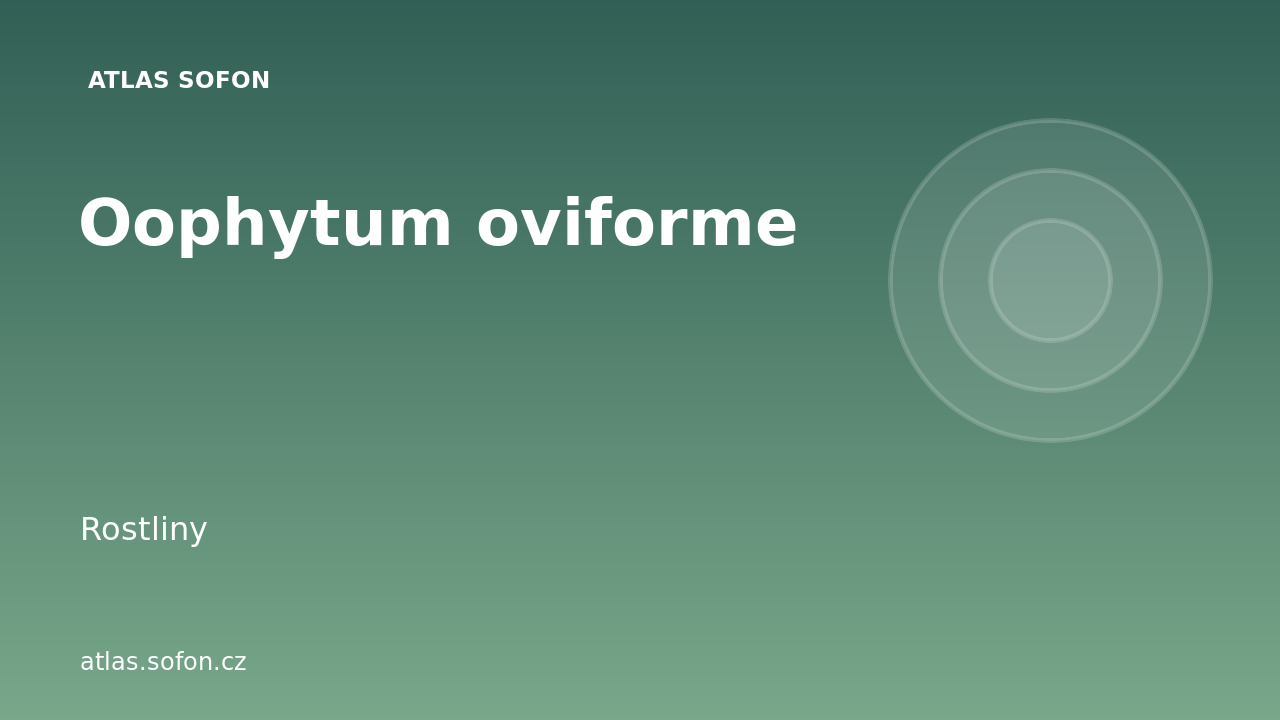 Oophytum oviforme