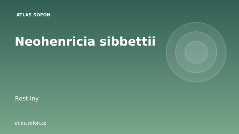 Neohenricia sibbettii