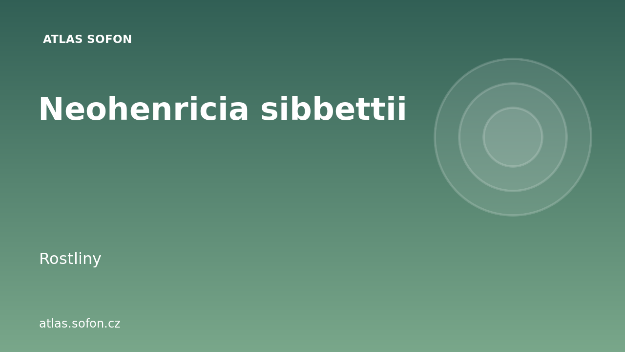 Neohenricia sibbettii