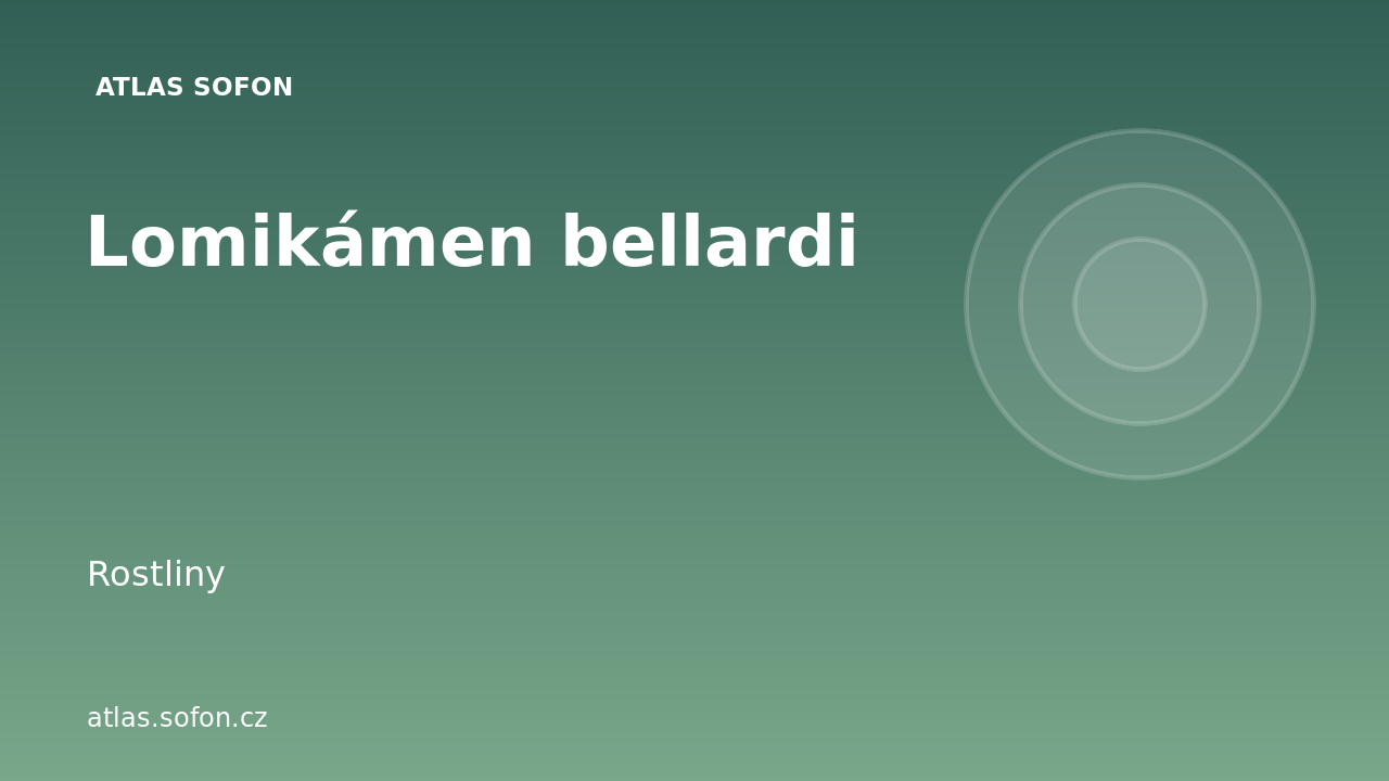Lomikámen bellardi