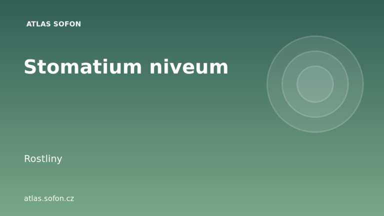 Stomatium niveum