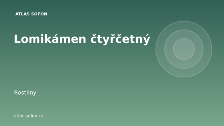 Lomikámen čtyřčetný