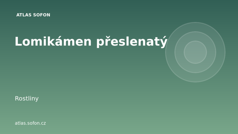 Lomikámen přeslenatý