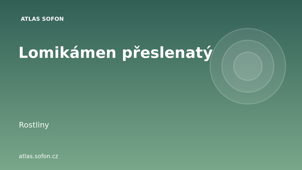 Lomikámen přeslenatý