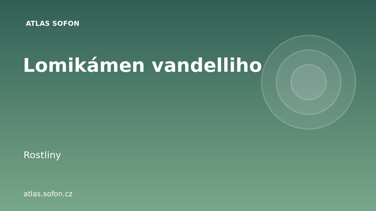 Lomikámen vandelliho
