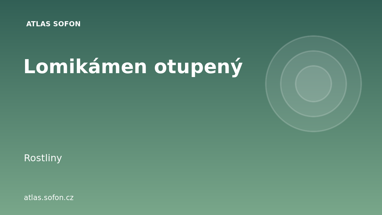 Lomikámen otupený