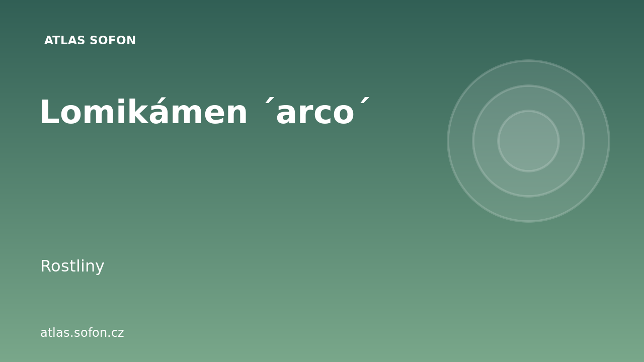 Lomikámen ´arco´