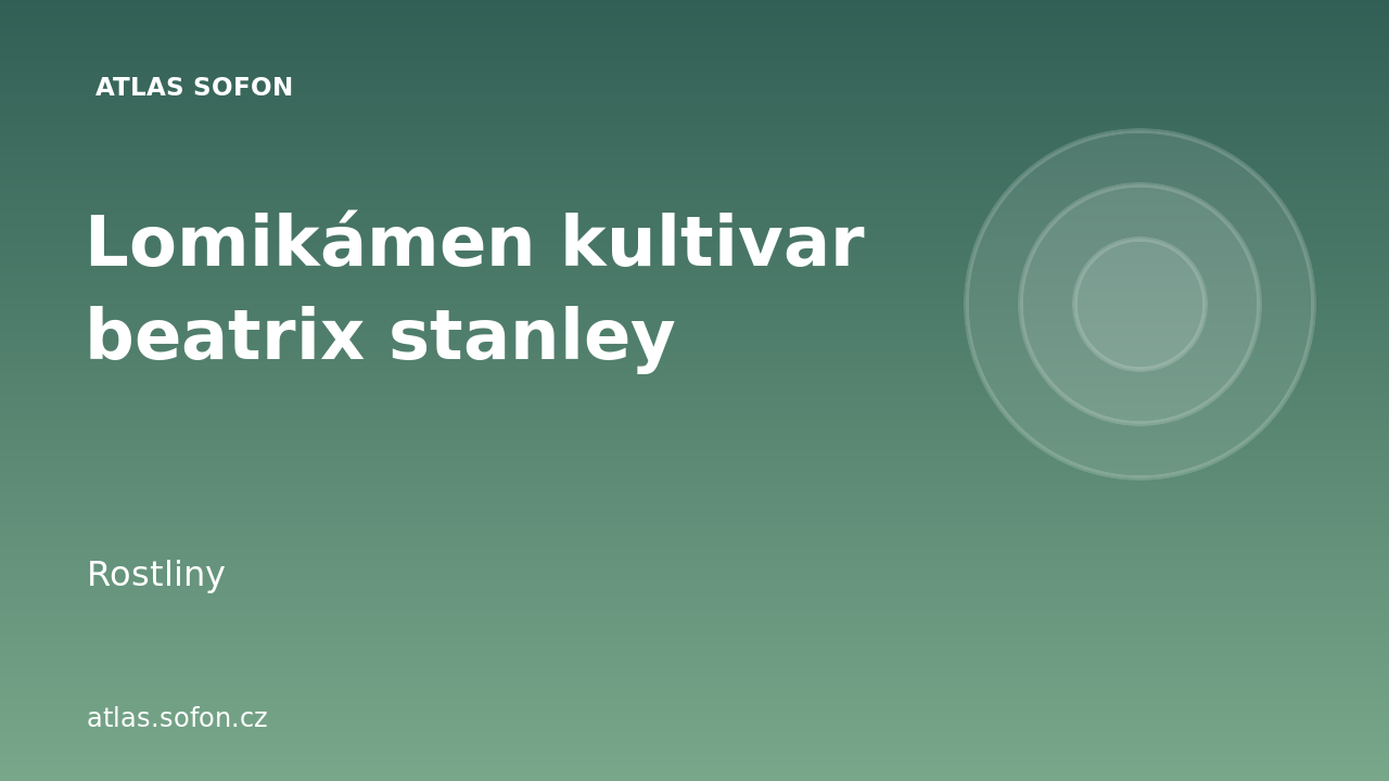 Lomikámen kultivar beatrix stanley