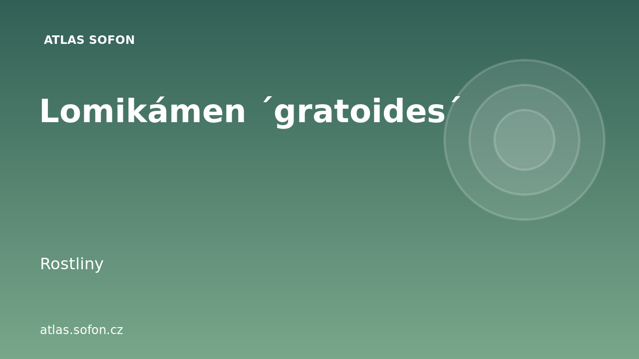 Lomikámen ´gratoides´