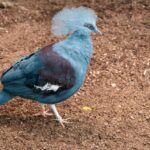 southern-crowned-pigeon-goura-scheepmakeri-sclateri_477293-925