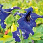 straconozka-tatranska-delphinium-oxysepalum-17492