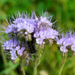 svazenka-vraticolista-phacelia-tanacetifolia-semena-50-ks.jpg