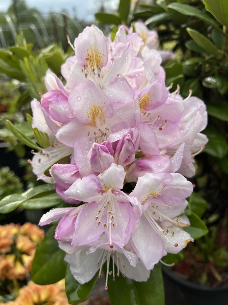 Rododendron ´gomer waterer´