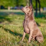 thajsky-ridgeback
