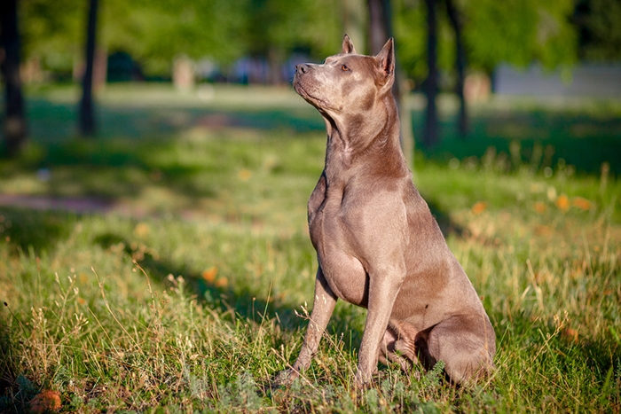 Thajský ridgeback