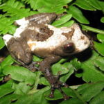 theloderma-asperum-2