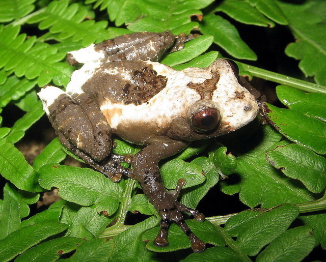 Pouchalka andersonova
