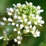 thlaspiarvherb1