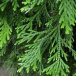 thujdolabrataherb2