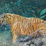 thumbnail_SumatranTiger.LowRes-002-624×426.jpg
