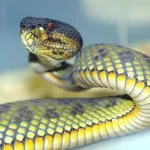 trimeresurus-purpureomaculatus